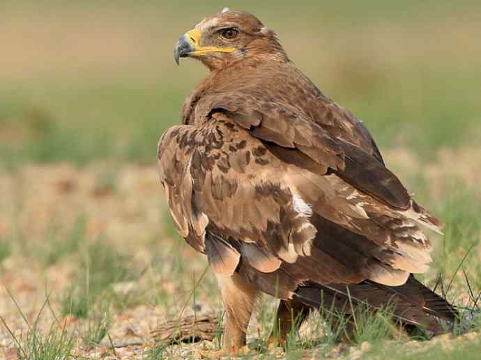 犬科：狐亚科灰狐属之灰狐、岛屿灰狐