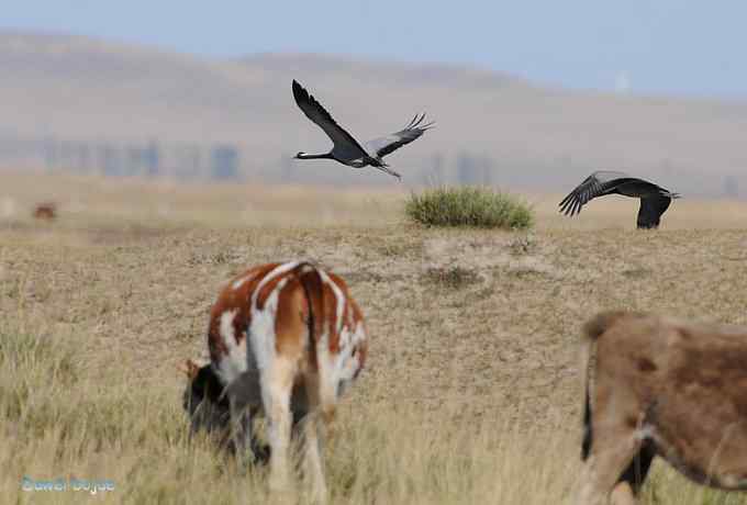 达里诺尔湖的蓑羽鹤 达里诺尔湖的蓑羽鹤