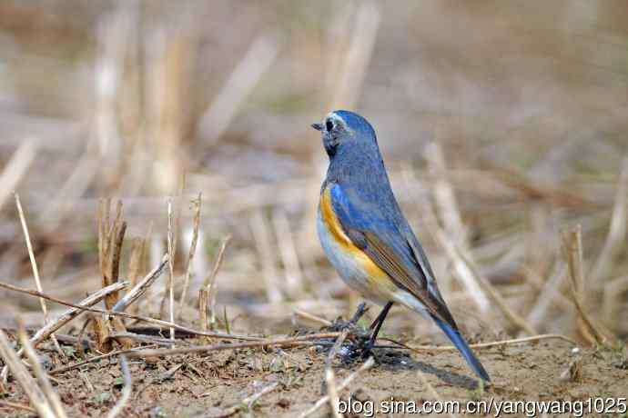 雄性红胁蓝尾鸲（26）