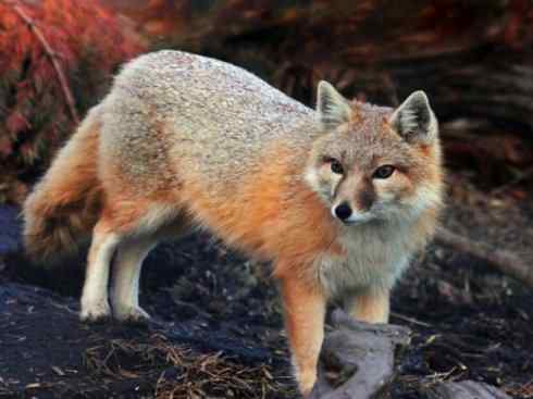 狈：传说的兽原型探秘（狐）