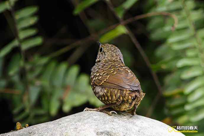 卤蛋鈥斝×坌仞责