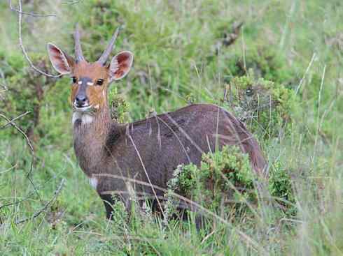 麒麟：传说的兽原型探秘（紫羚）