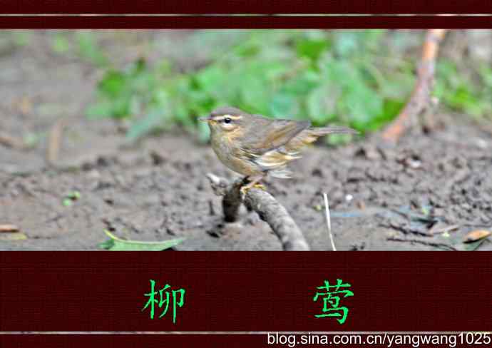 北京天坛公园的鸟类——柳莺