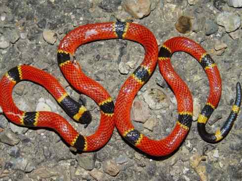 龙：传说的兽原型探秘（环蛇类）