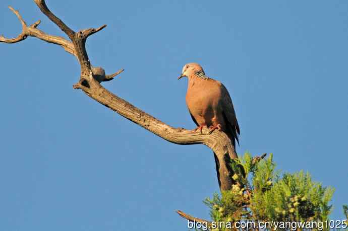 珠颈斑鸠（随拍）