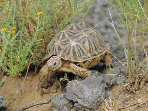 玄武：传说的兽原型探秘（象龟）