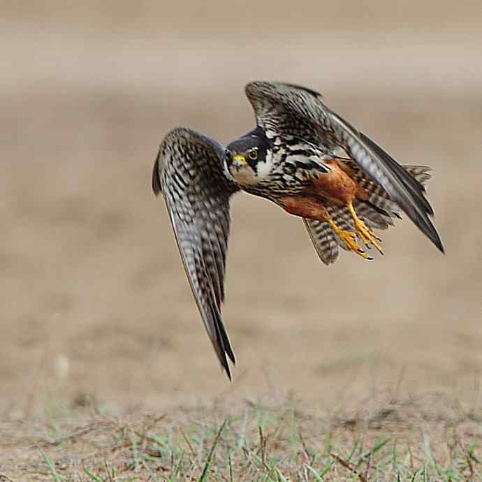 狂野周末——猛禽篇（偶尔呆版）