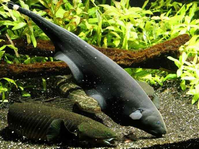 鱼类活化石：裸臀鱼