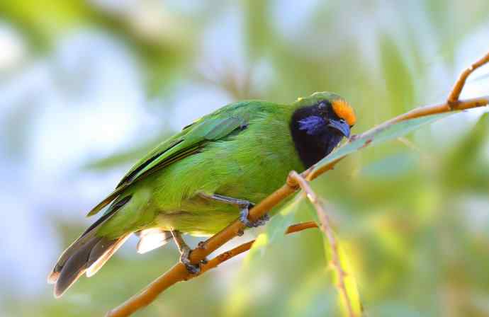 不知细叶谁来扮&nbsp;金额叶鹎似柳条