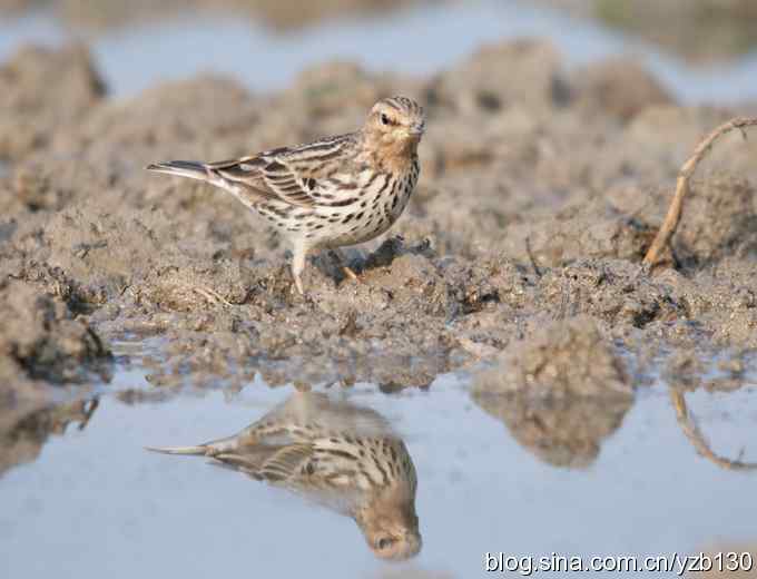 深港拍鸟新纪录（9）鈥斺敽旌眇遥ㄗ橥迹