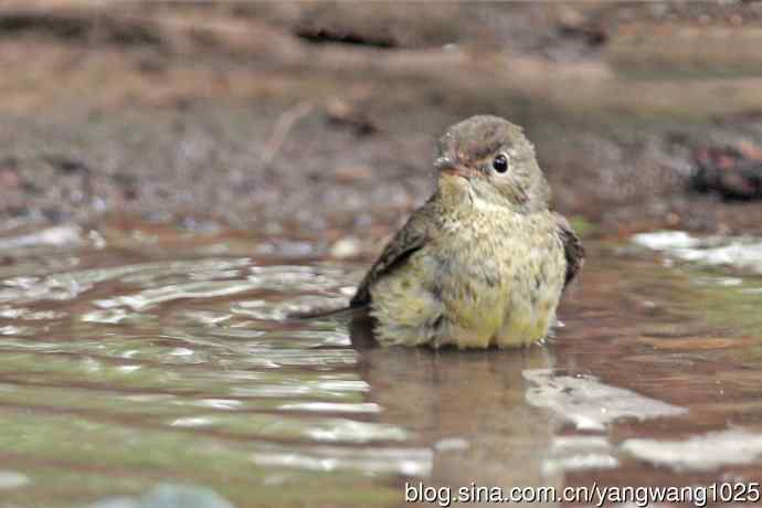 雌性白眉姬鹟(18) 雌性白眉姬鹟(18)