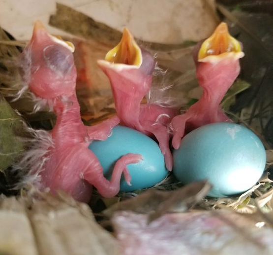 小八哥鸟各阶段图片大全八哥鸟图片