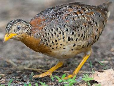 黄脚三趾鹑图片