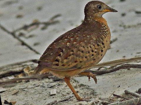 黄脚三趾鹑图片