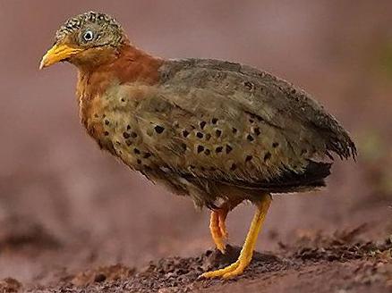 黄脚三趾鹑图片