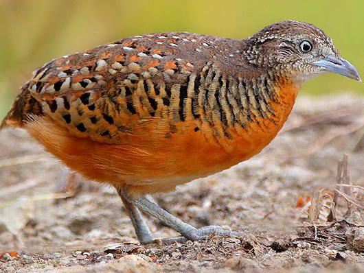 棕三趾鹑图片