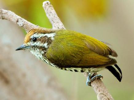 斑姬啄木鸟图片