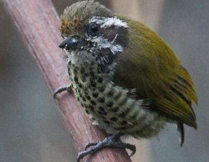 斑姬啄木鸟图片