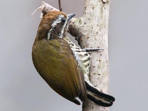 斑姬啄木鸟图片