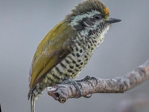 斑姬啄木鸟图片