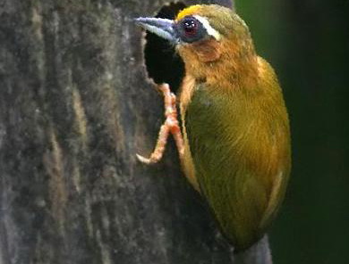 白眉棕啄木鸟图片