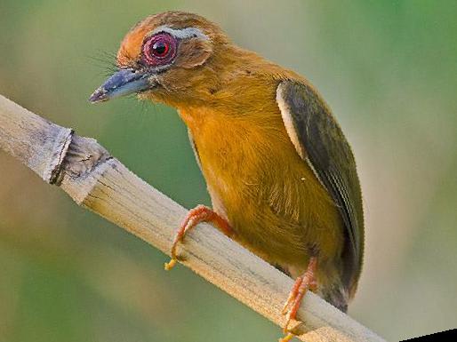白眉棕啄木鸟图片