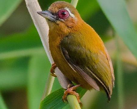 白眉棕啄木鸟图片