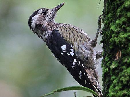 星头啄木鸟图片