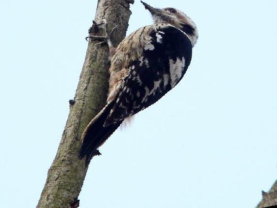 星头啄木鸟图片