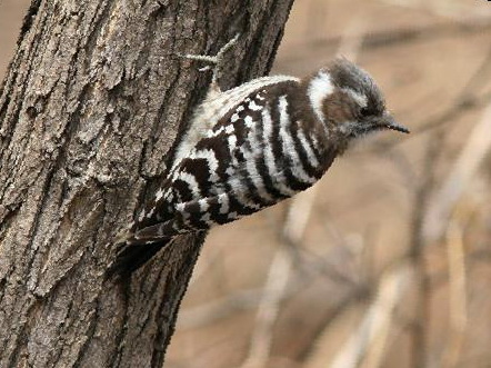 小星头啄木鸟图片