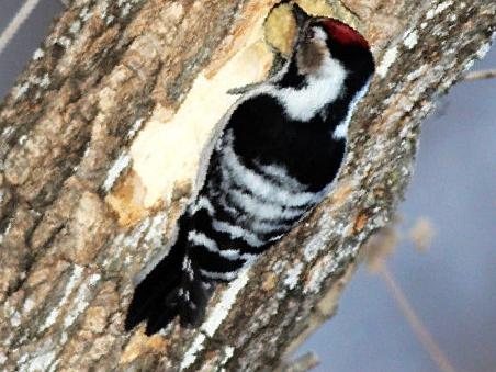小斑啄木鸟图片