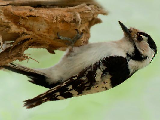 小斑啄木鸟图片