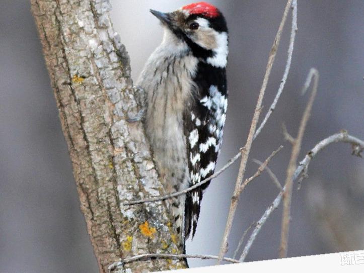 小斑啄木鸟图片