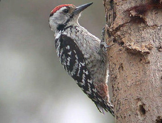 茶胸斑啄木鸟图片