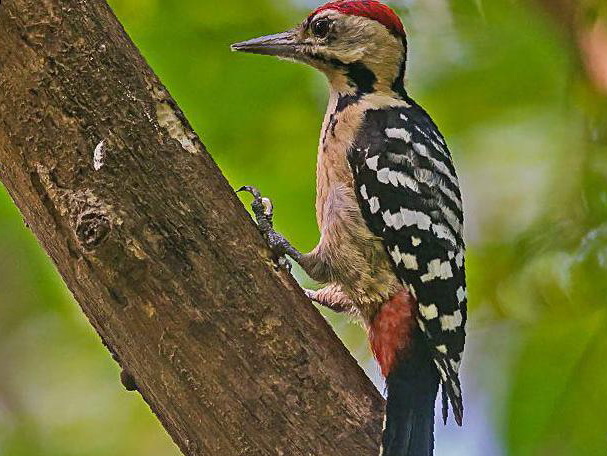 茶胸斑啄木鸟图片