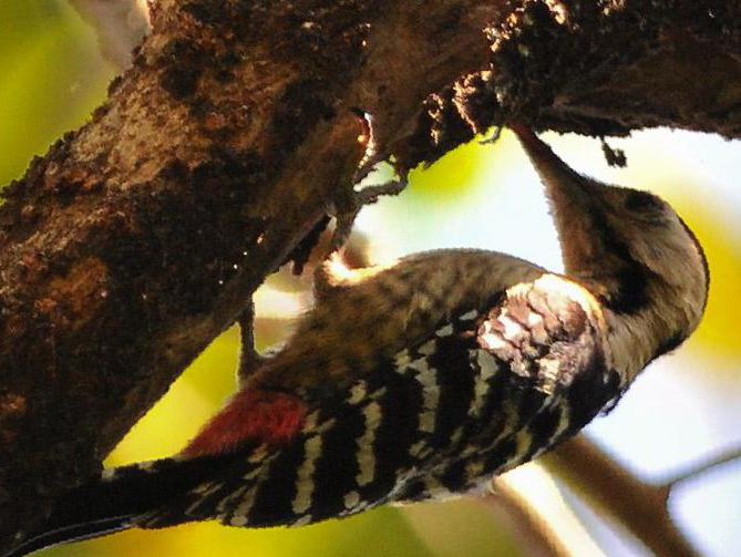 茶胸斑啄木鸟图片