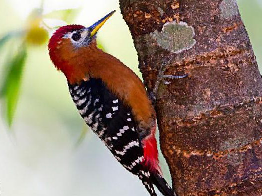 棕腹啄木鸟图片