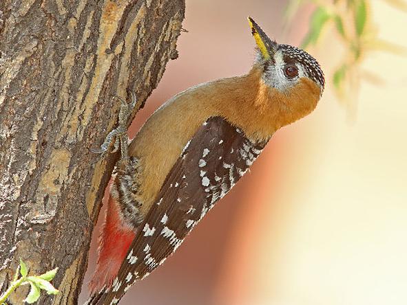 棕腹啄木鸟图片