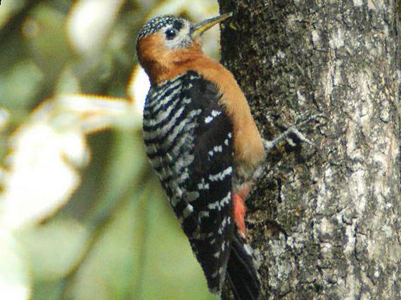 棕腹啄木鸟图片