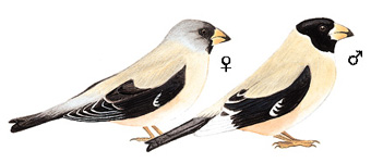 黑尾蜡嘴雀图片