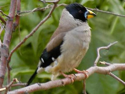 黑尾蜡嘴雀图片