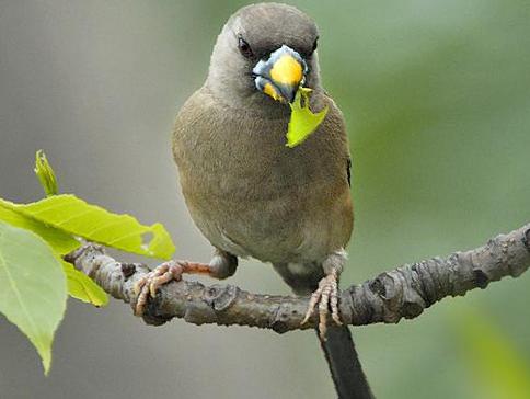 黑尾蜡嘴雀图片