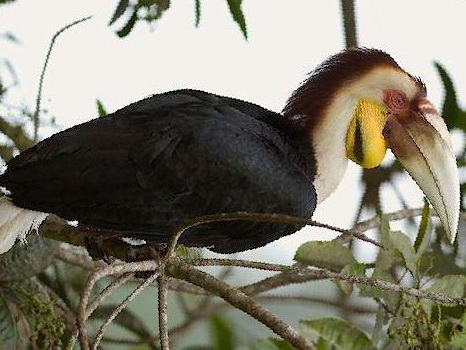 花冠皱盔犀鸟图片