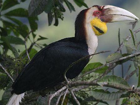 花冠皱盔犀鸟图片