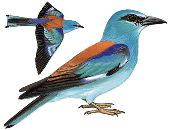 蓝胸佛法僧图片