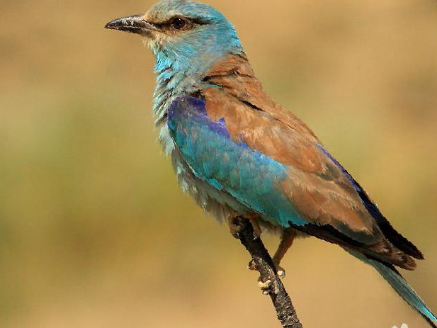 蓝胸佛法僧图片