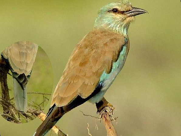 蓝胸佛法僧图片