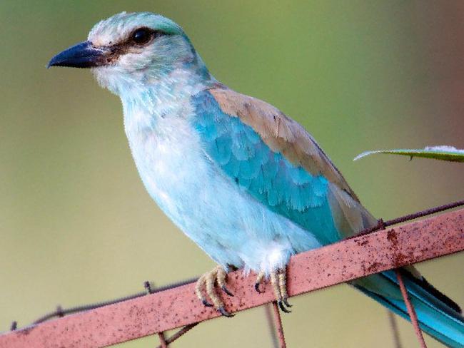 蓝胸佛法僧图片