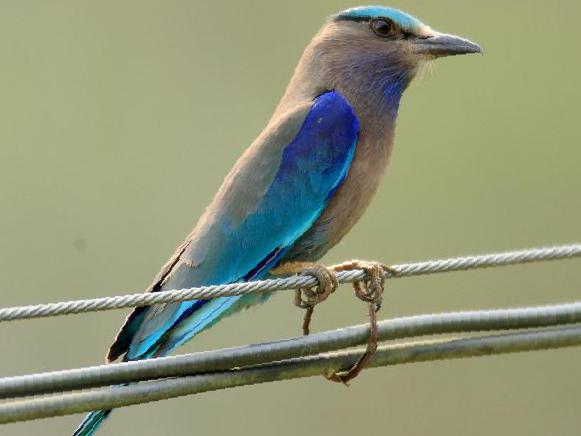 棕胸佛法僧图片