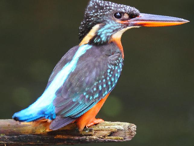 斑头大翠鸟图片